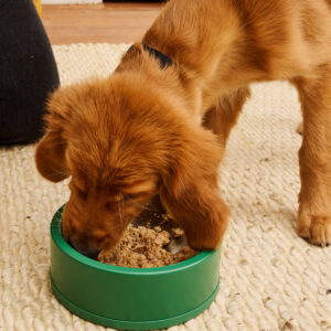 Alternative view of Puppy food with whole meat and balanced nutrition