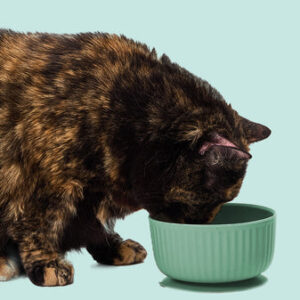 Low phosphorus cat food with chicken muscle and organ meat
