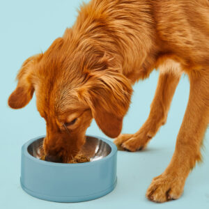 Assorted dog food bars with mixed meat and grain options