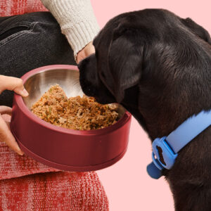 Dog food with whole meat and balanced nutrition